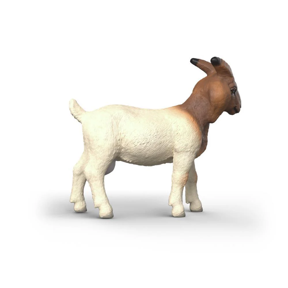 Cabra Boer - Image 2