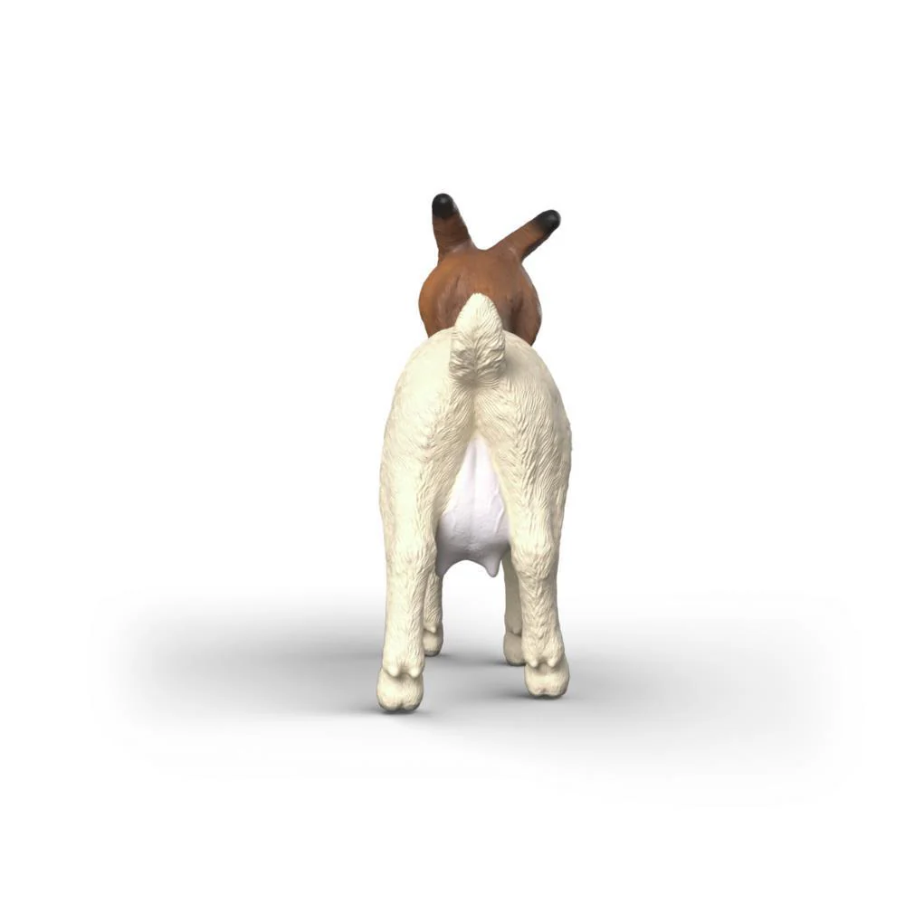 Cabra Boer - Image 3