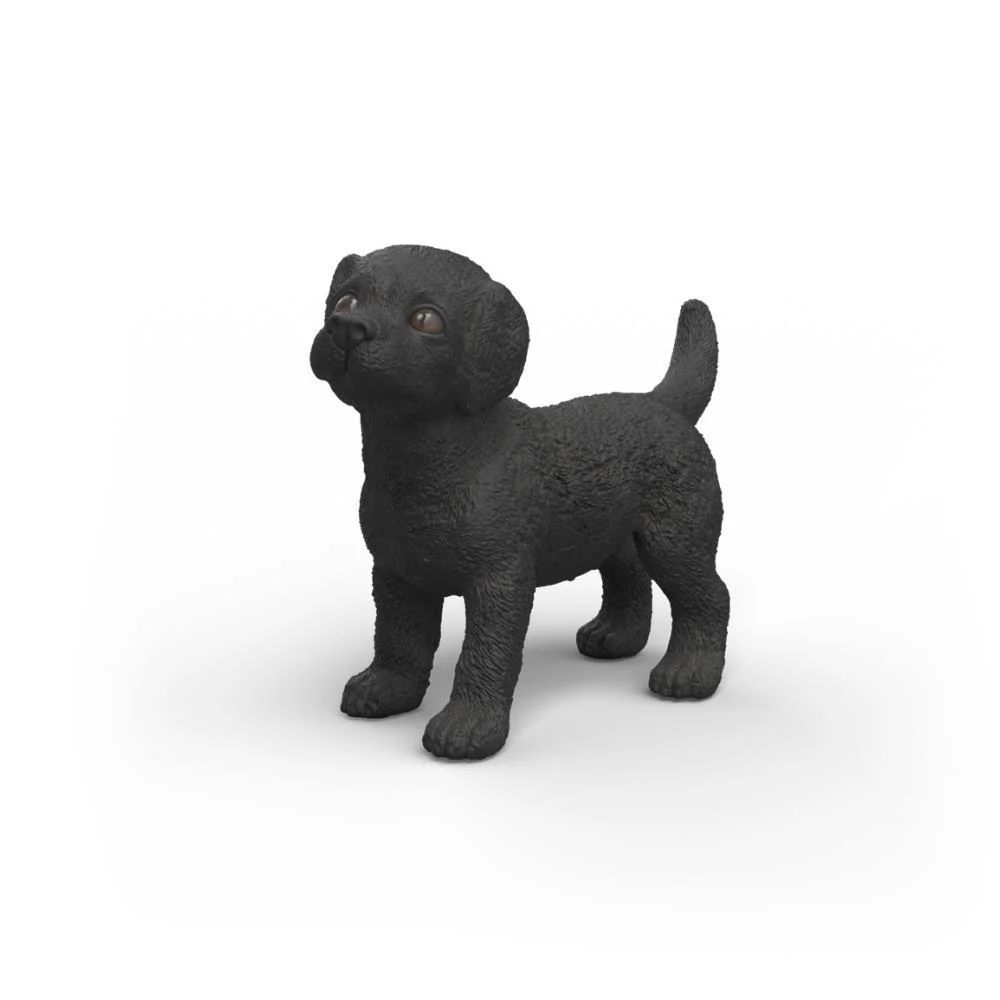 Labrador Retriever Preto Cria