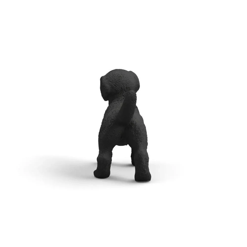 Labrador Retriever Preto Cria - Image 2