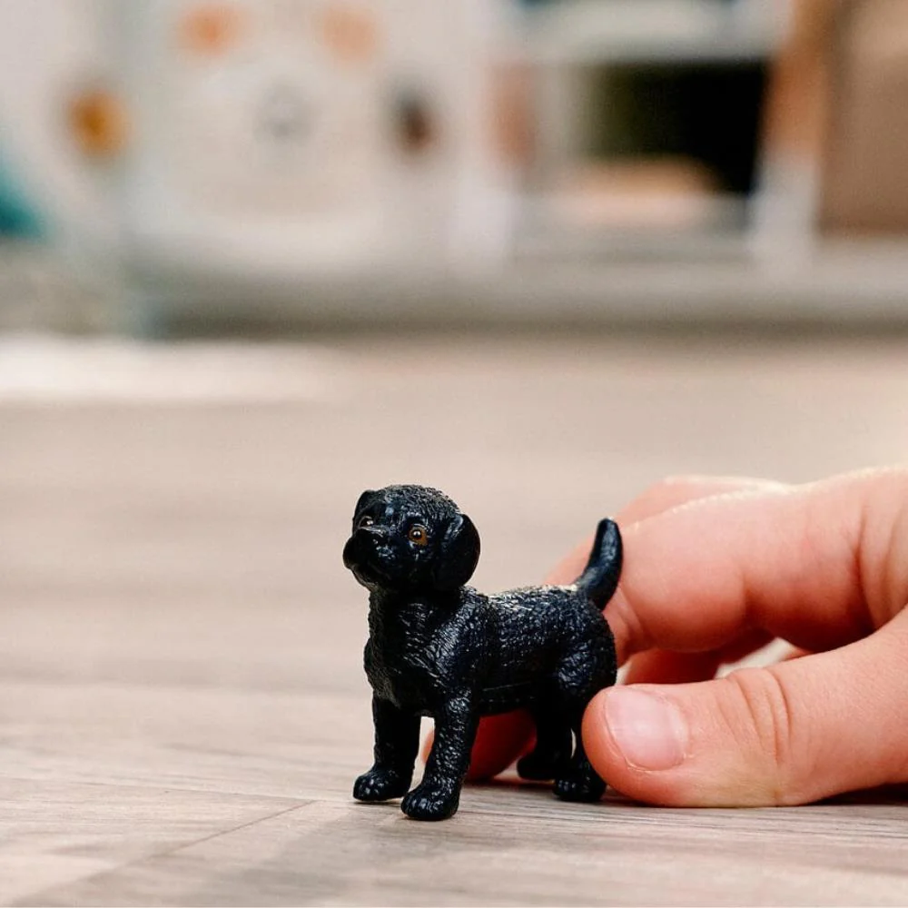 Labrador Retriever Preto Cria - Image 3