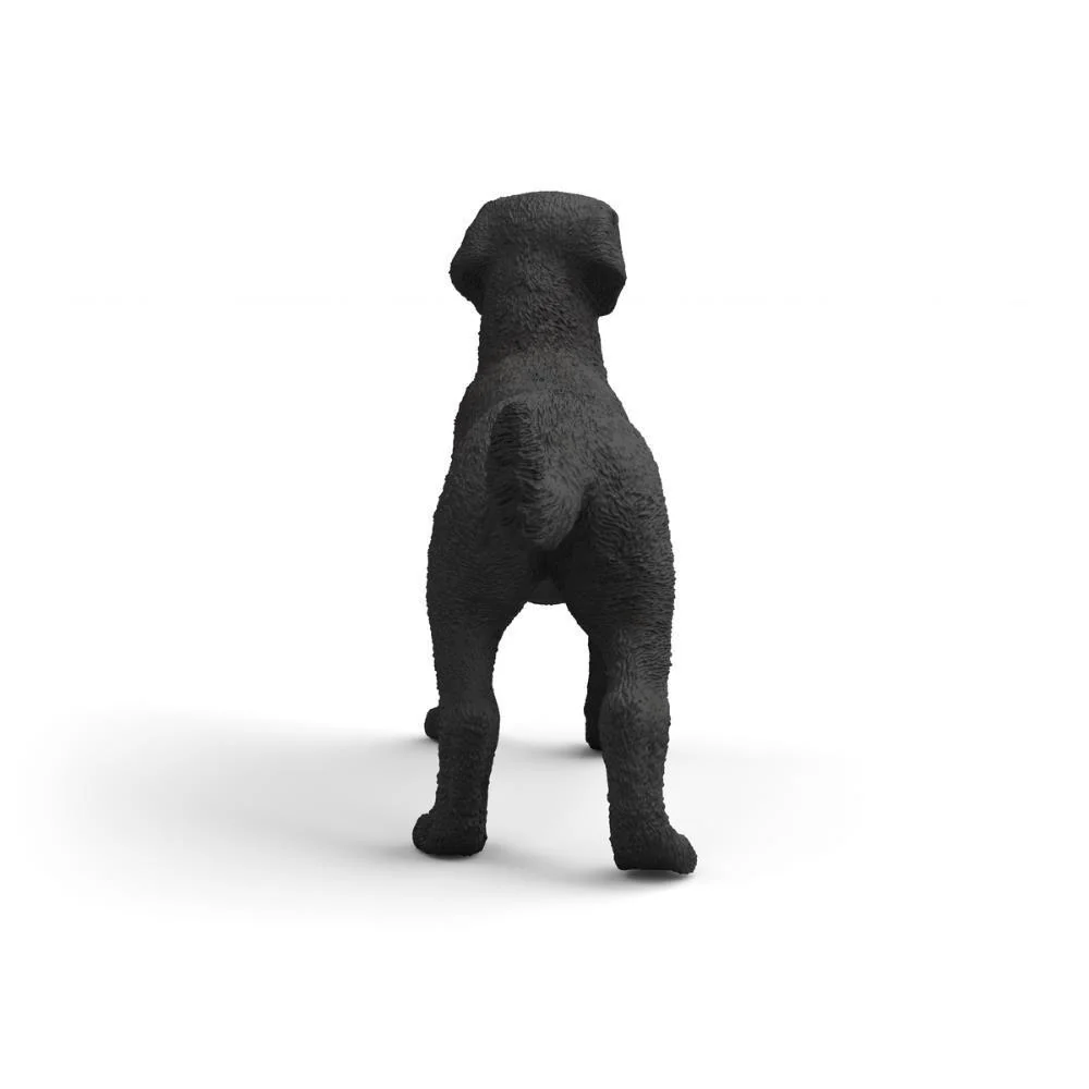 Labrador Retriever Preto Fêmea - Image 3